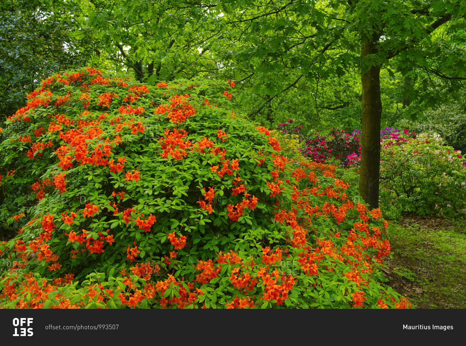 Europe, Germany, Hesse, Marburg, blooming rhododendrons in the rhododendron forest