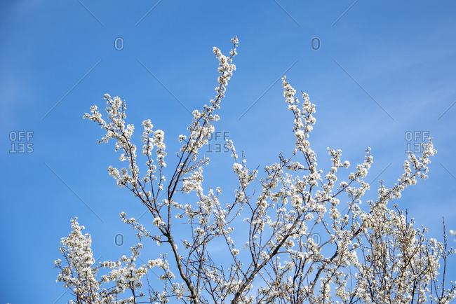 Flowering wild cherry, bird cherry, Prunus avium