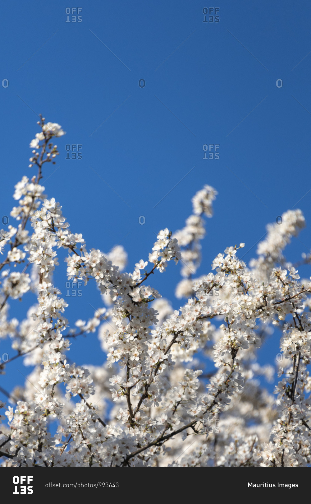Tree with white flowers under blue sky
