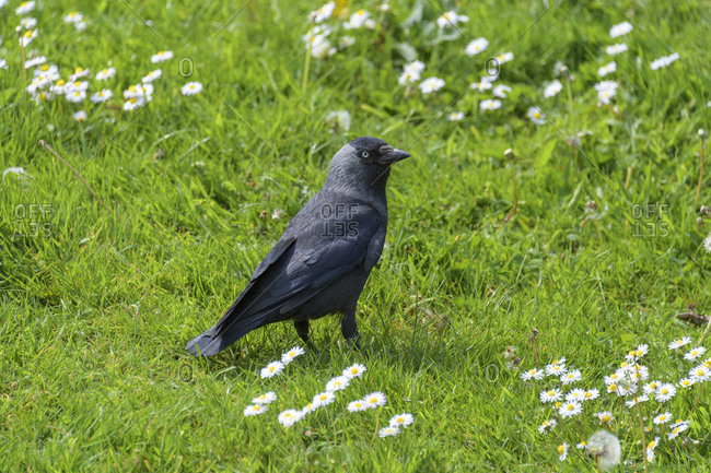 Jackdaw, Corvus monedula, on grass