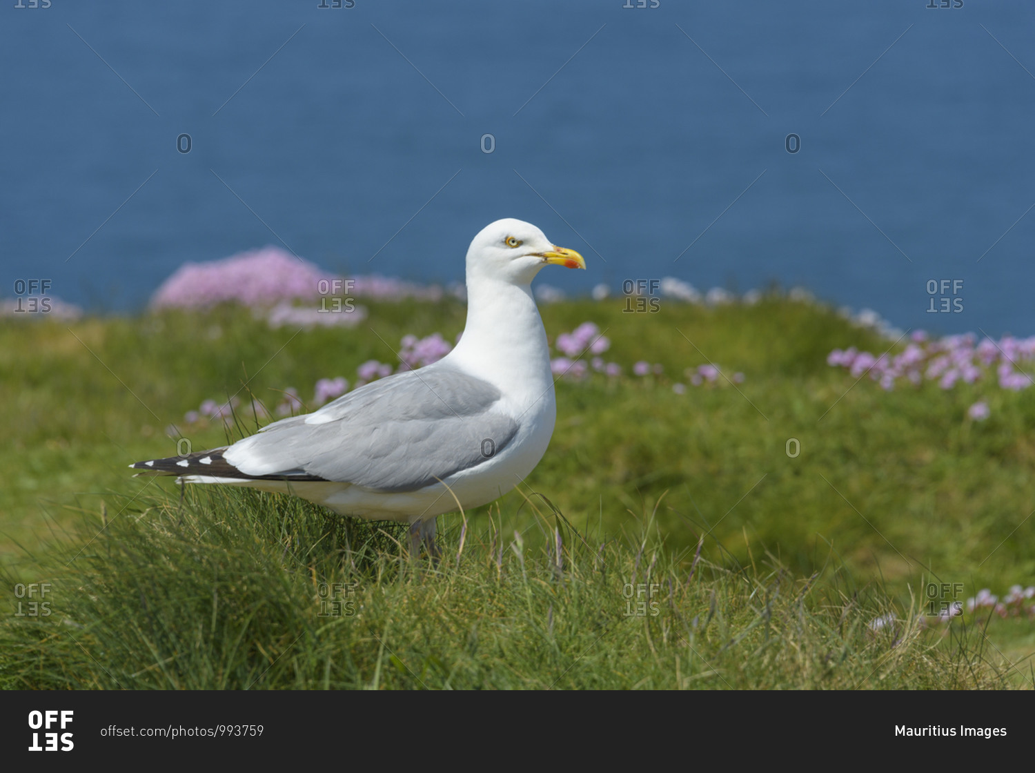 Herring Gull, Larus argentatus, Trevose Head Lighthouse, Padstow, Cornwall, South West England, England, United Kingdom, Europe