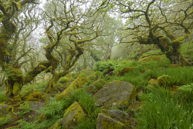 Spooky old oak forest with mossy rocks, Wistman's Wood, Dartmoor, Two Bridges, Princetown, Devon, South West England, England, United Kingdom, Europe