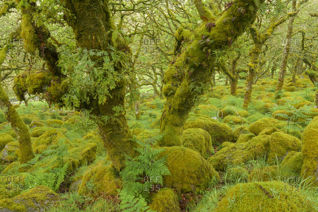 Spooky old oak forest with mossy rocks, Wistman's Wood, Dartmoor, Two Bridges, Princetown, Devon, South West England, England, United Kingdom, Europe