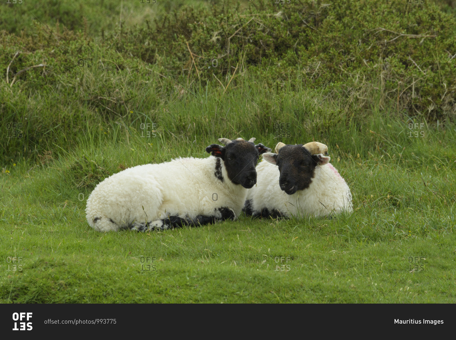 Two sheep lying down on meadow, Dartmoor, Devon, England, United Kingdom, Europe