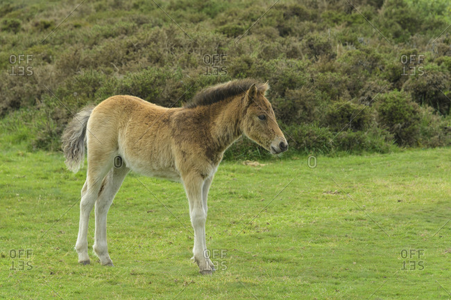 Dartmoor-Pony wild horses foal on meadow, Dartmoor, Devon, South West England, England, United Kingdom, Europe
