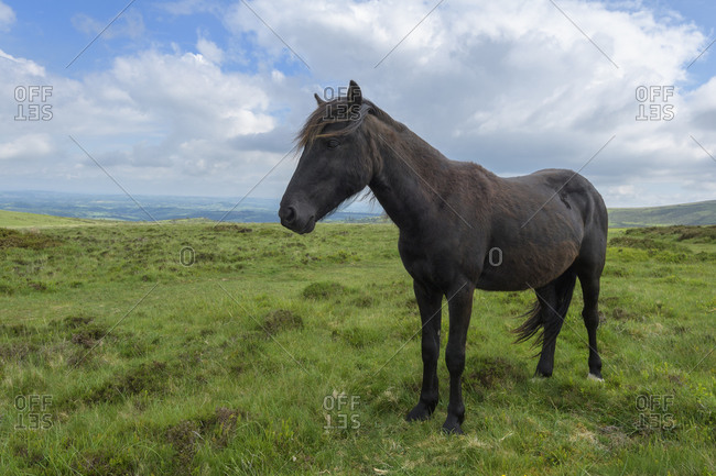 Dartmoor-Pony wild horses, Dartmoor, Devon, South West England, England, United Kingdom, Europe