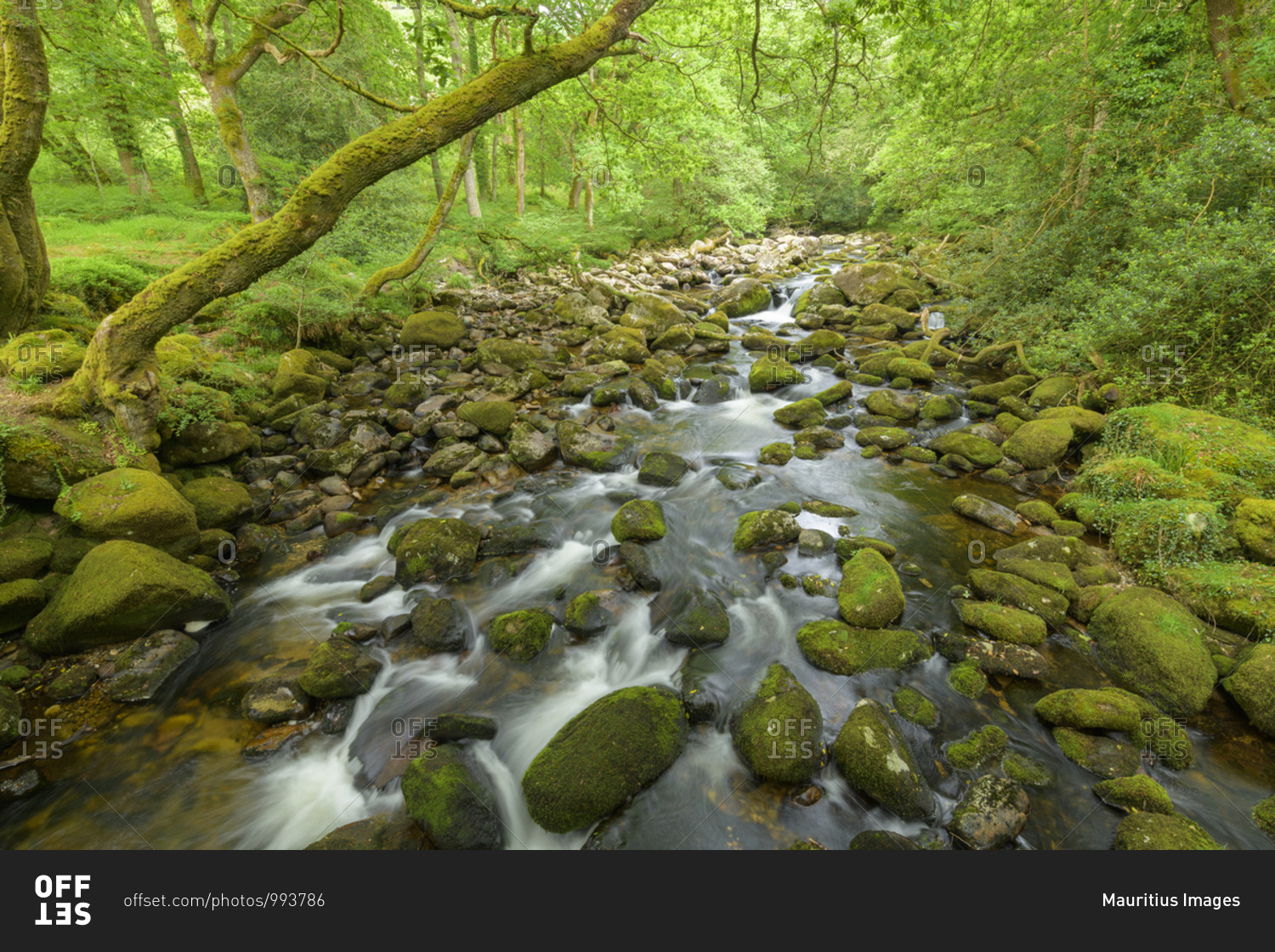River in the forest, River plym, Dewerstone wood, Plymouth, Devon, England, United Kingdom, Europe