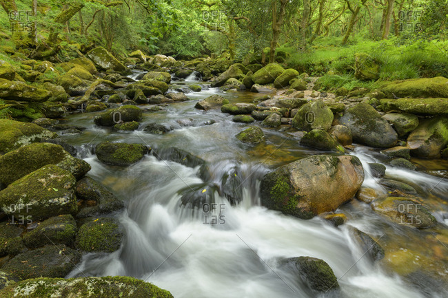 River in the forest, River plym, Dewerstone wood, Plymouth, Devon, England, United Kingdom, Europe