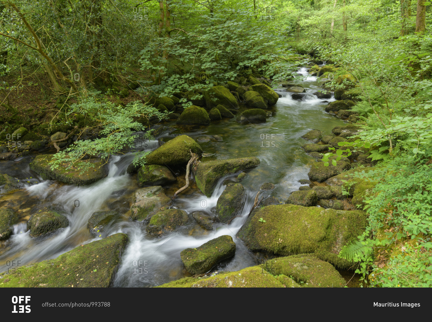 River in the forest, River meavy, Dewerstone wood, Plymouth, Devon, England, United Kingdom, Europe