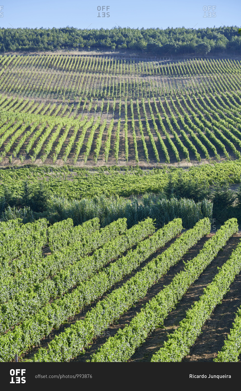 Vast green rows in a vineyard in Lisbon, Portugal