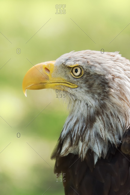 Closeup of head of bald eagle or Haliaeetus leucocephalus bird native to North America on blurred green environment background