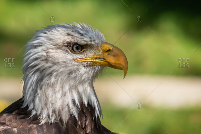 Closeup of head of bald eagle or Haliaeetus leucocephalus bird native to North America on blurred green environment background