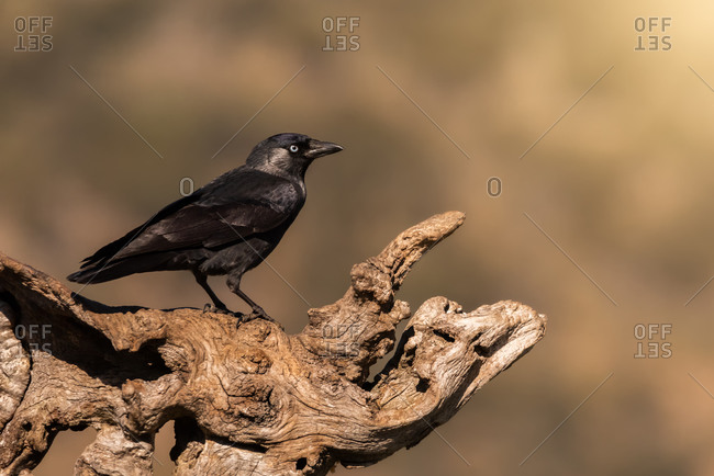 Wild jackdaw bird perched on a wooden trunk with a warm luminous background
