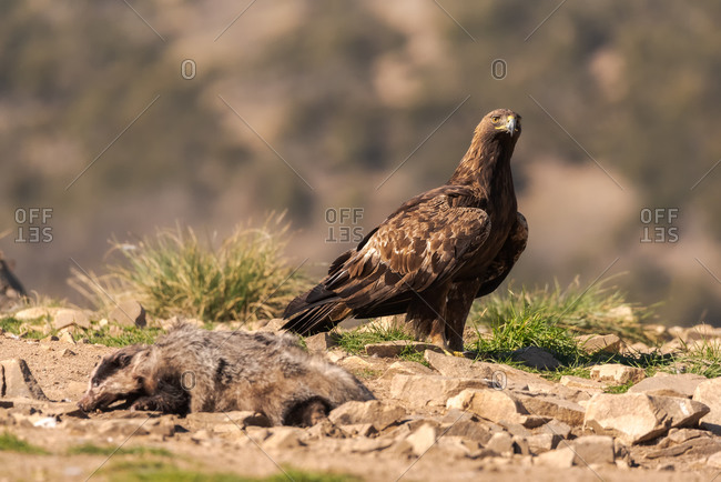 Red-tailed hawk or Buteo jamaicensis raptor bird standing over dead wild animal against blurred background in nature