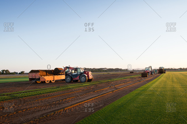 Group of people driving industrial vehicle and laying turf roll on ground during sunset
