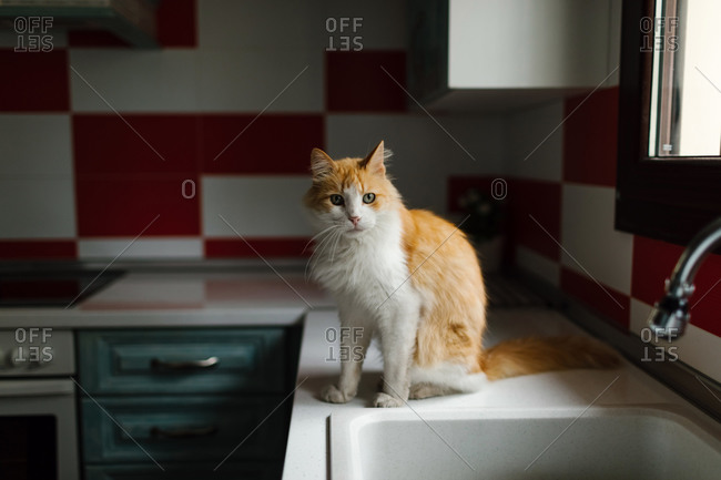 Old red cat over a countertop in the kitchen