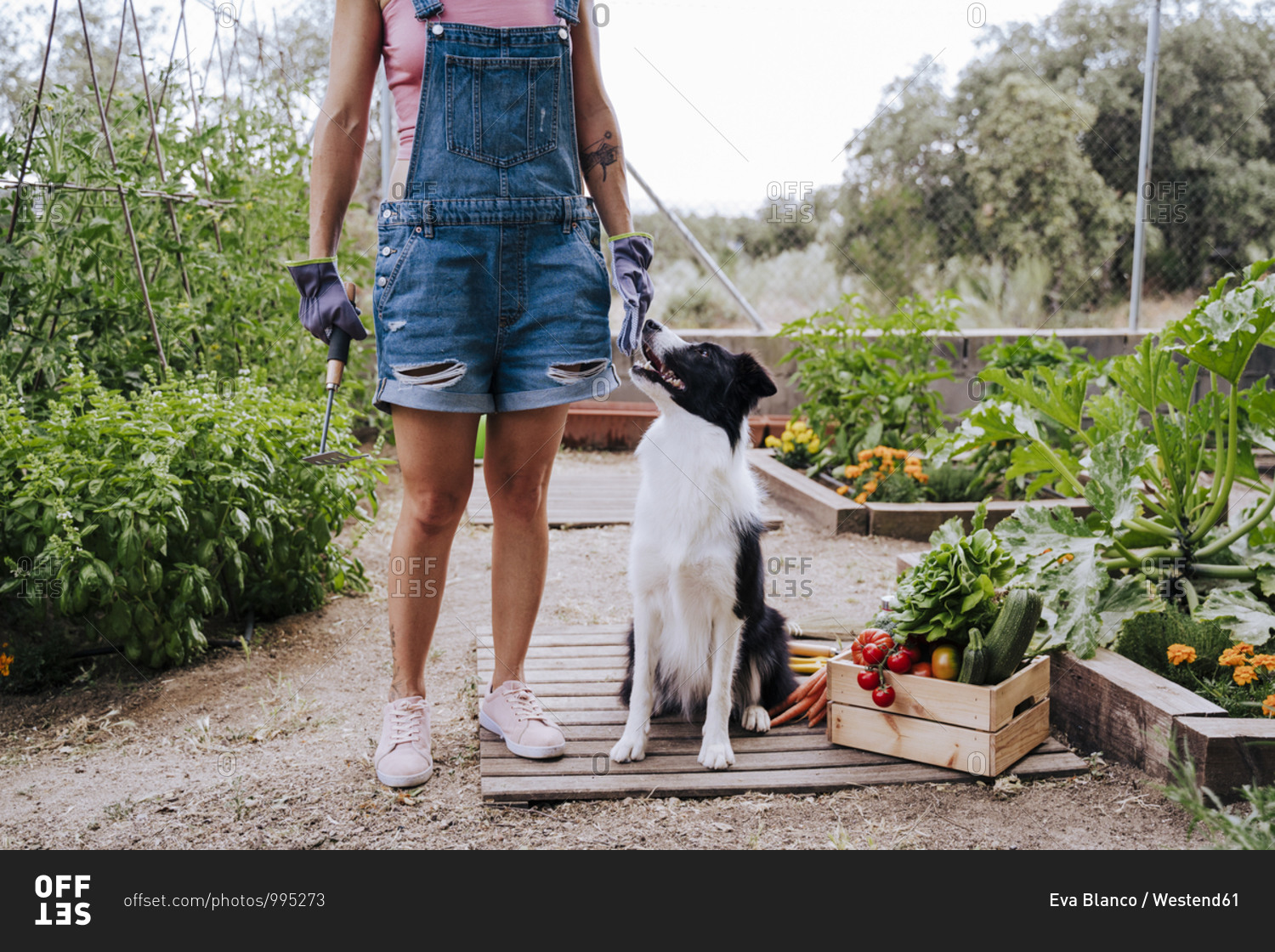 Woman with border collie standing in vegetable garden