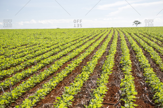 Green crop growing in Brazil countryside