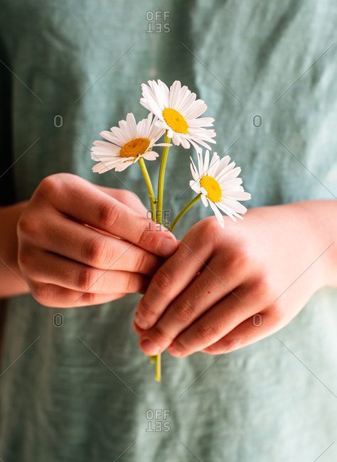 Close up of a child's hands holding a bunch of daisy flowers.