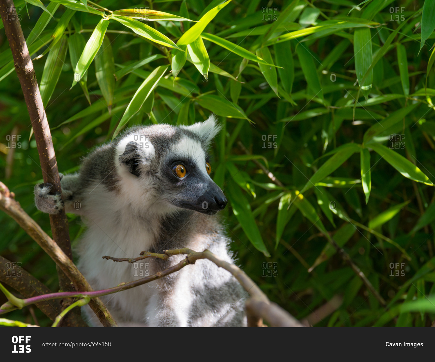 Ring-tailed lemur (lemur catta) during a summer day