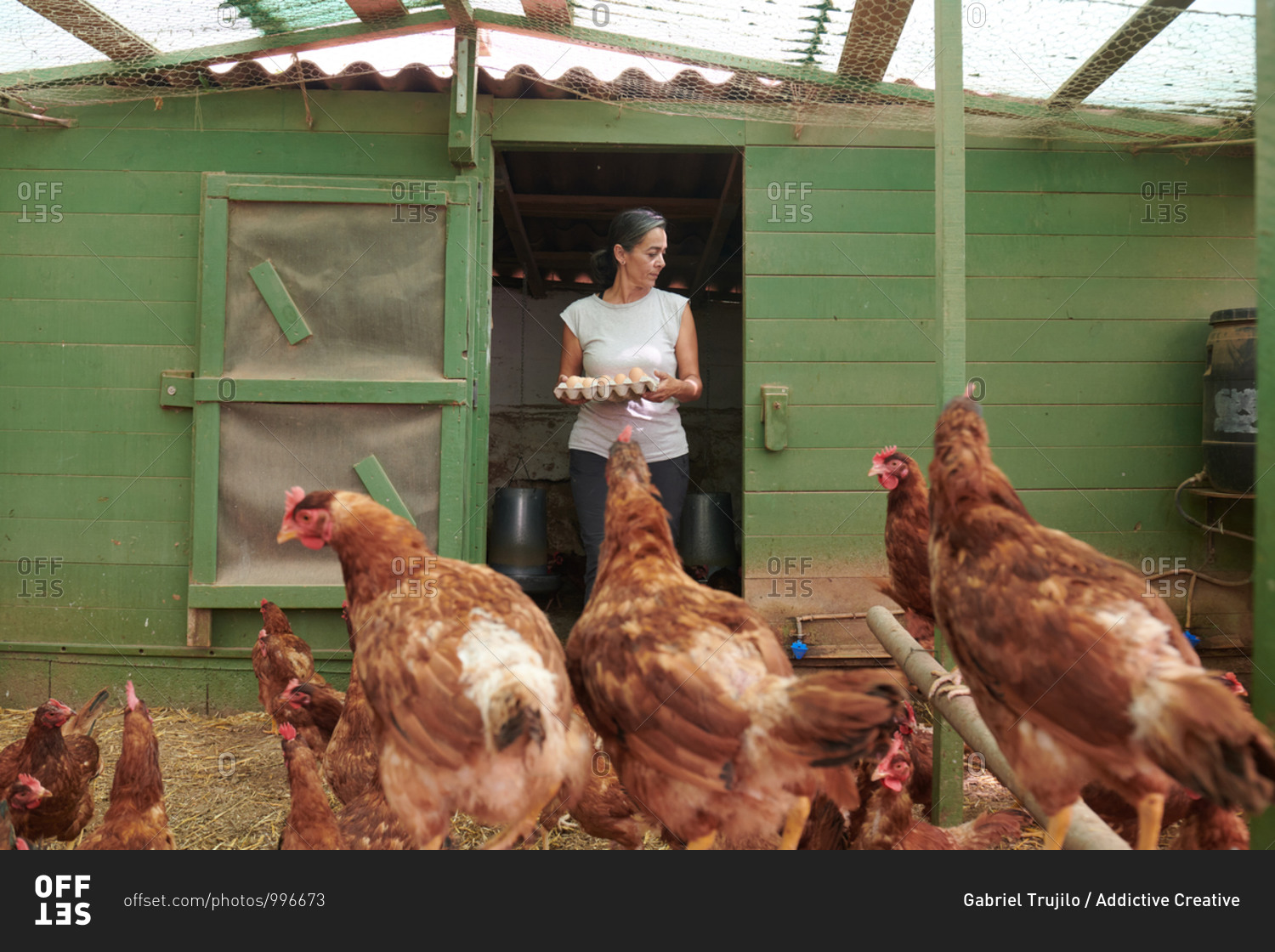 Female farmer in hen house collecting eggs of birds on farm