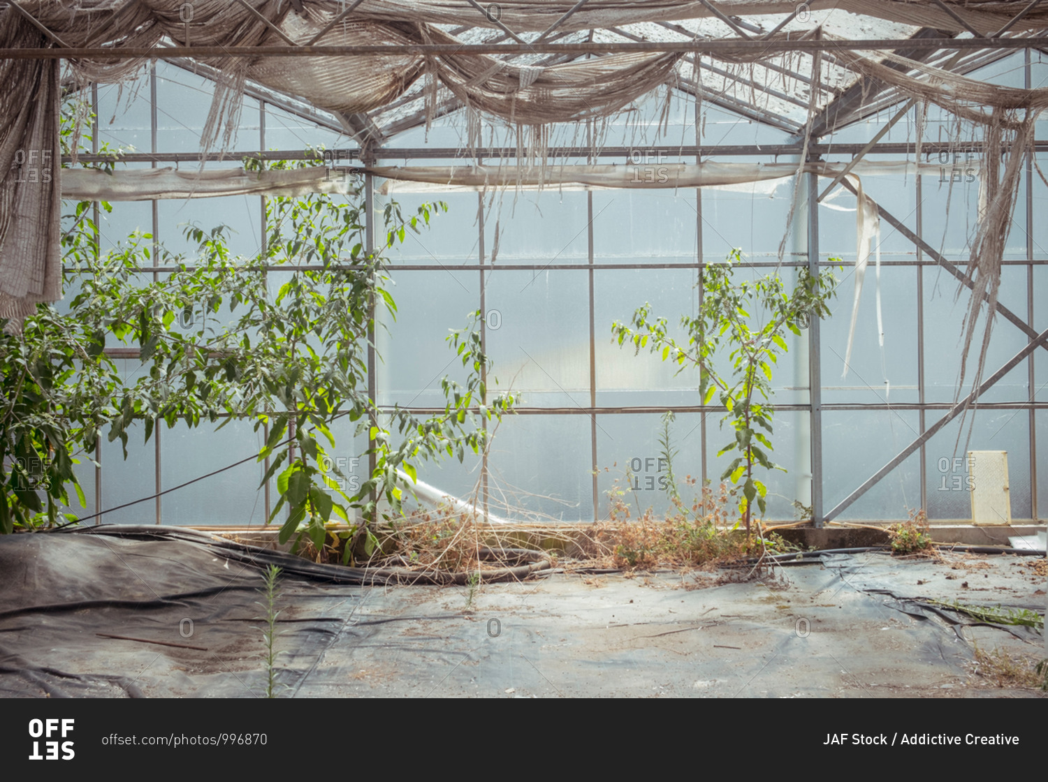 Various wild plants growing in shabby neglected hothouse with dirty roof and glass walls