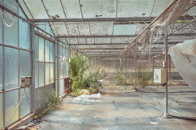 Various wild plants growing in shabby neglected hothouse with dirty roof and glass walls