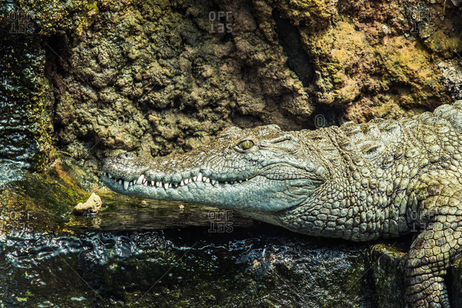 Head of big calm cold blooded crocodile with open eyes and pointed teeth peeping out of pure water while sitting in aquarium