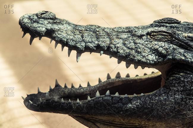 Closeup of open maw of American alligator with pointed teeth and closed eyes on uneven skin with small nose and nostrils on beige background in sunlight