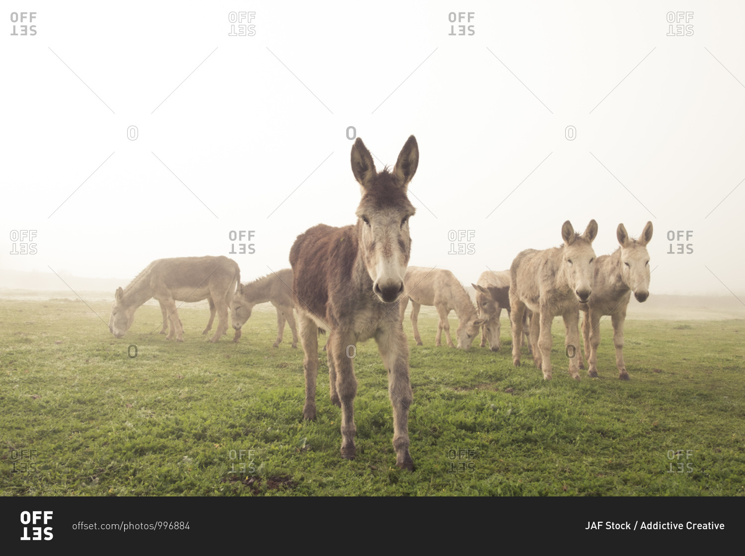 Herd of domestic donkeys pasturing in green meadow during foggy morning in countryside