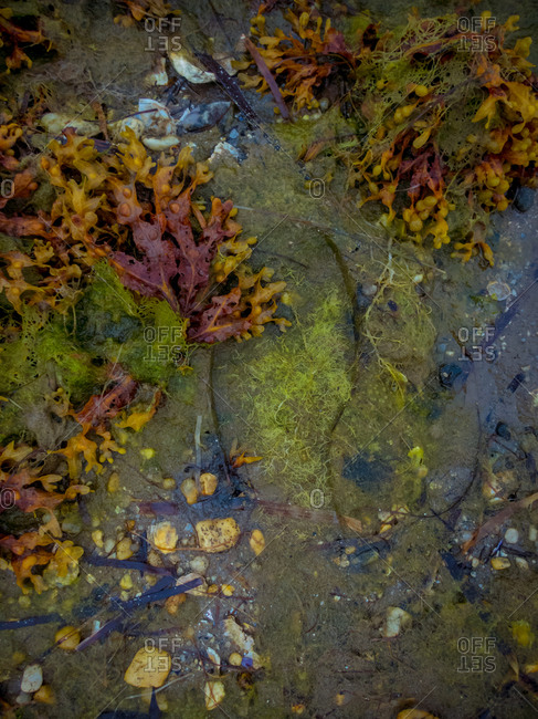 Top view of colorful seaweed with thin stalks and soft texture on shore surrounded by stones of different shape in daylight