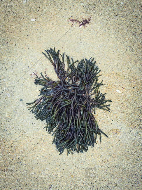 From above delicate green Codium Fragile seaweed coming ashore on sandy beach during daytime