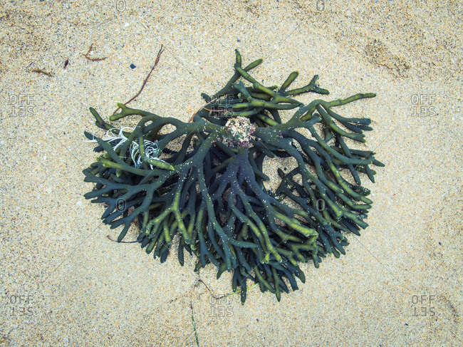 From above delicate green Codium Fragile seaweed coming ashore on sandy beach during daytime