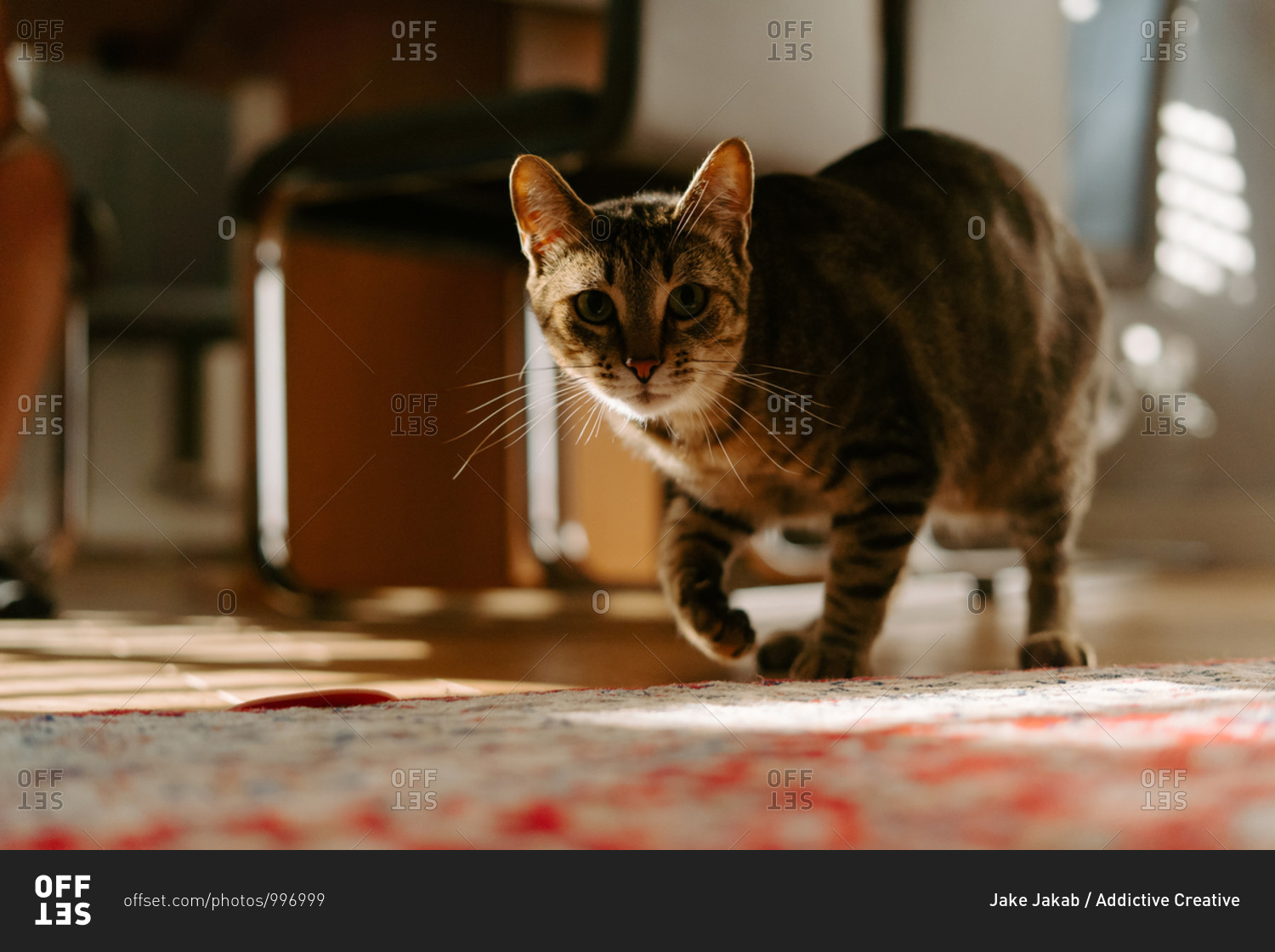 Cute curious Dragon Li cat walking on floor at home and looking at camera