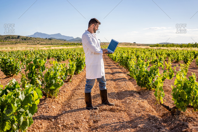 Side view full length male winemaker in white robe and gumboots with laptop looking at grape bush twig while working on vineyard during sunny day