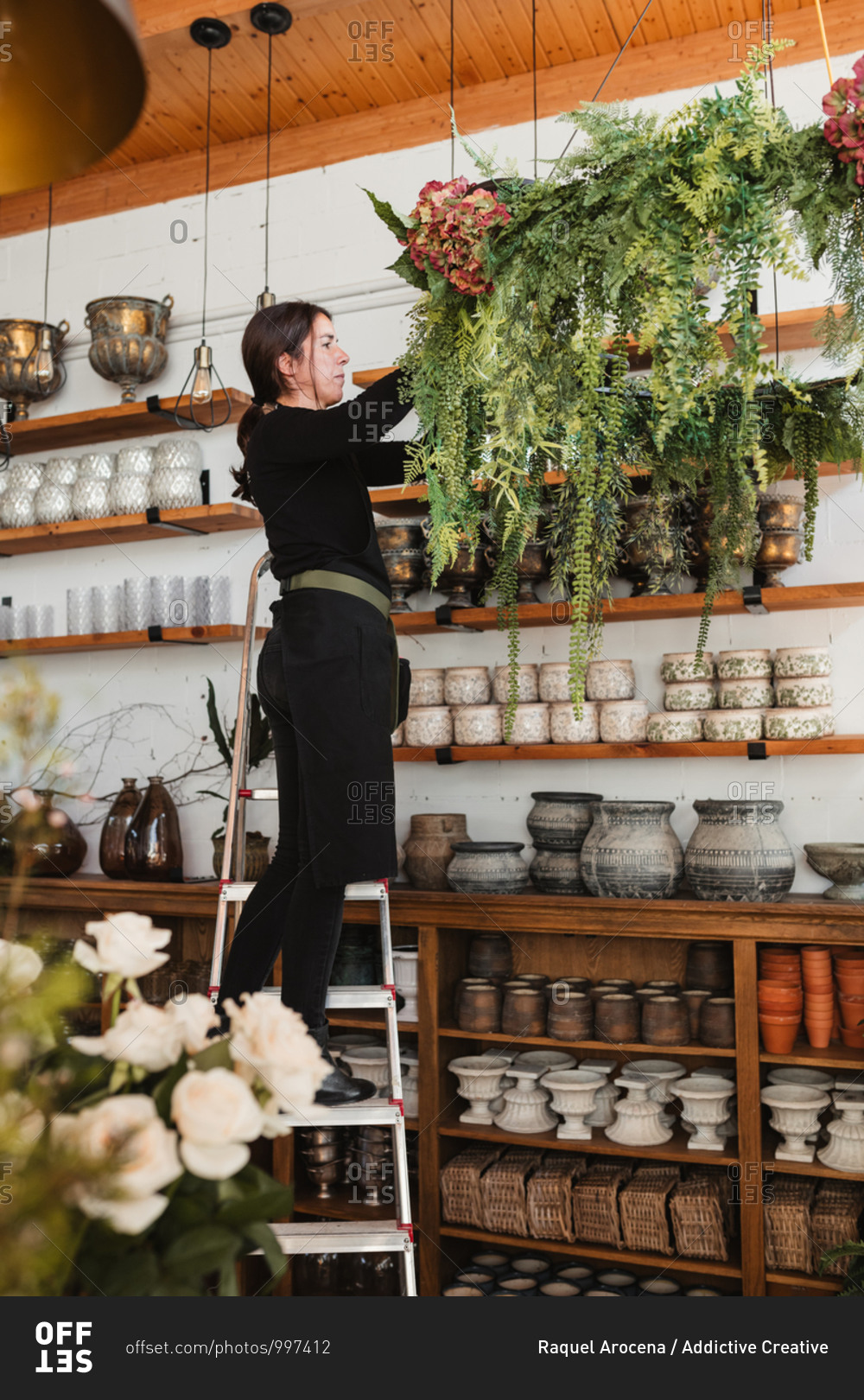 Side view of female florist standing on ladder and arranging composition of green decorative hanging plants while working in cozy floristry salon