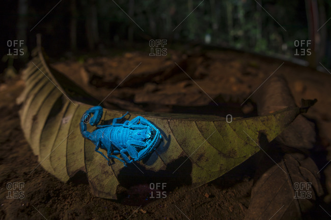 Closeup of bright blue scorpion Centruroides gracilis glowing under UV light sitting on dry tree leaf