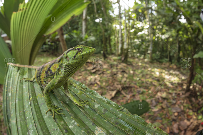 Closeup of Polychrus marmoratus lizard also known as Berthold bush anole or monkey tailed anole sitting on green plant in nature
