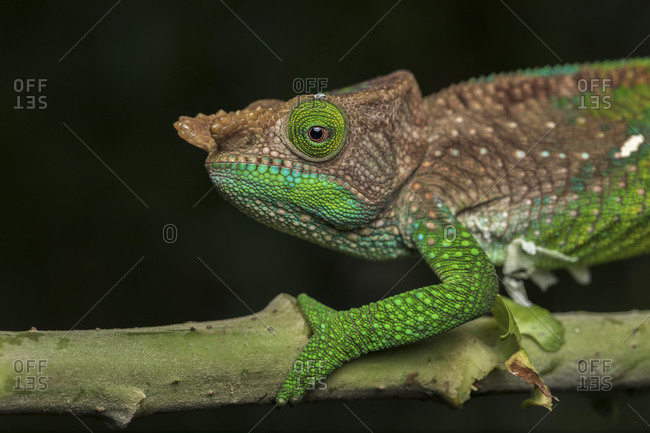 Side view closeup of amazing chameleon sitting on twig on black background. Calumma oushaughessyi