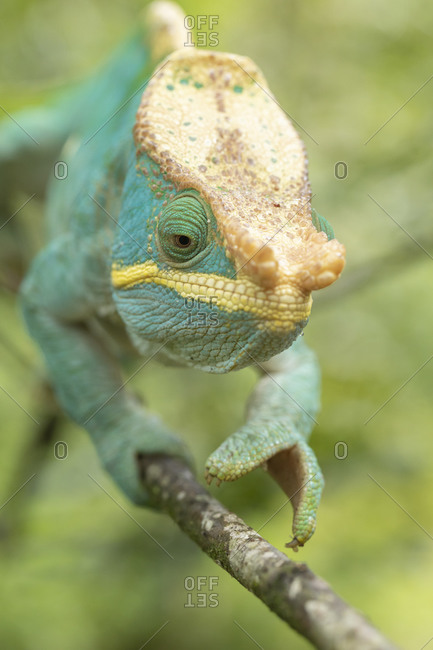 Front view closeup of amazing chameleon on green background. Calumma parsonii