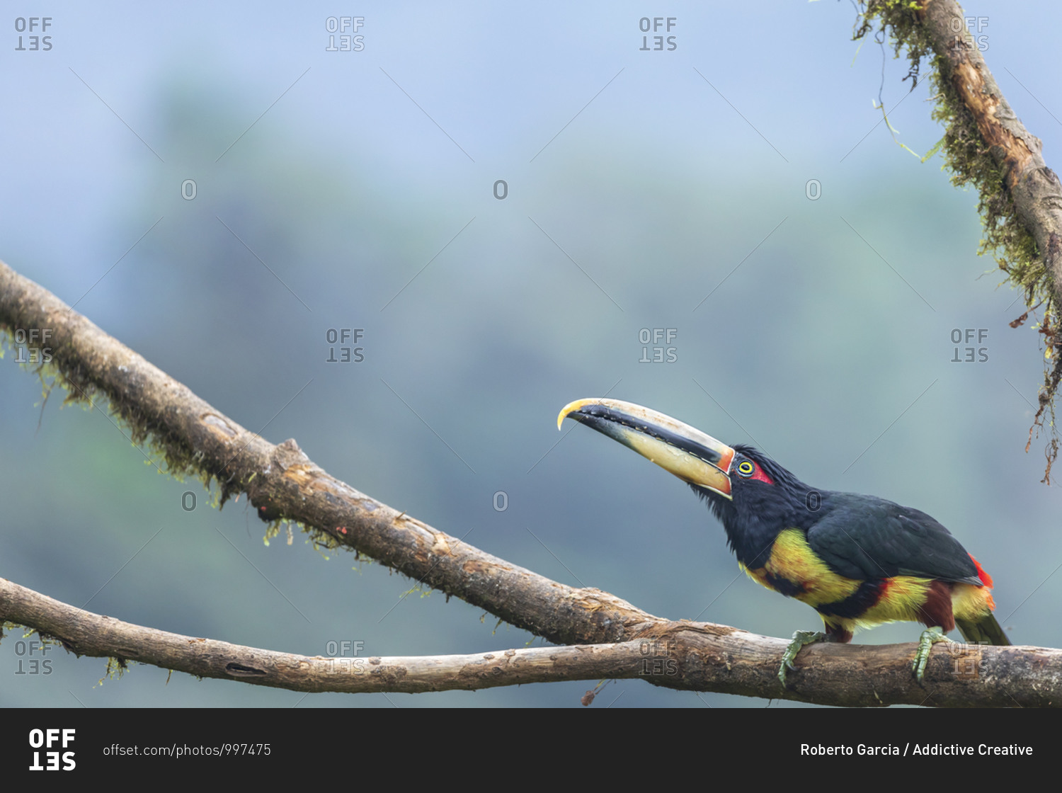 Beautiful toucan sitting on tree