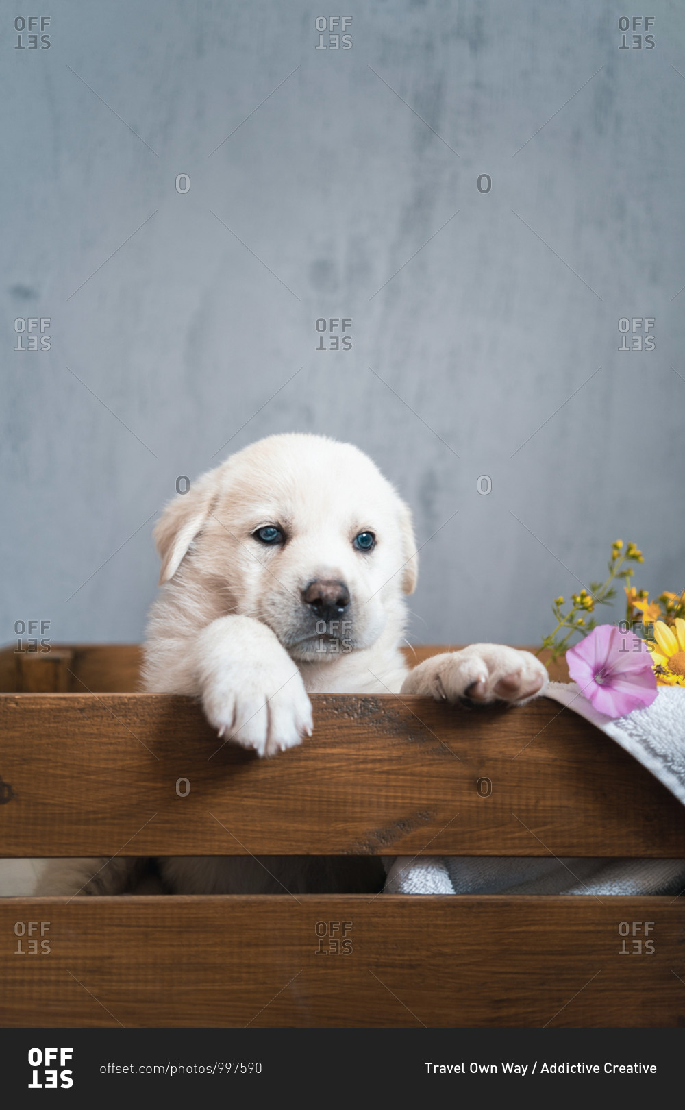 Cute pup of Golden Retriever sitting in wooden box with flowers in modern flat