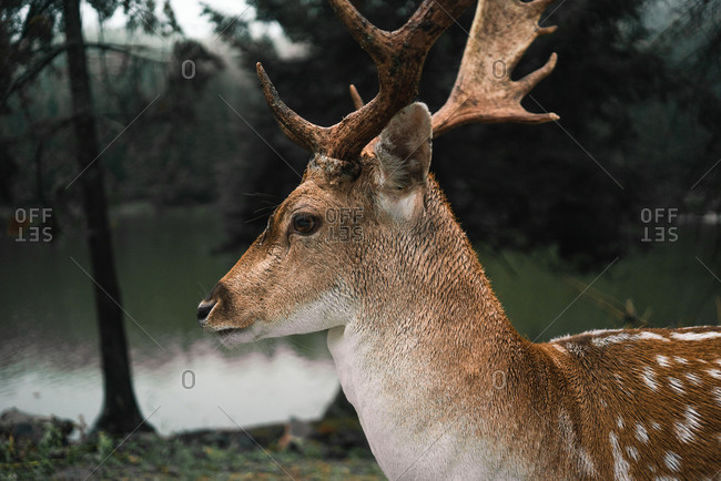 deer antlers profile