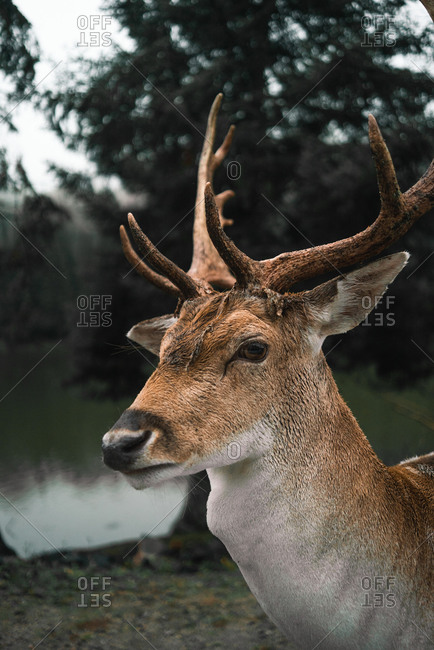 LYLYCTY 7x5ft Spotted Deer Backdrop Grassland Spotted Deer Group Photography Backdrop Photo Studio Background Props LYXC073