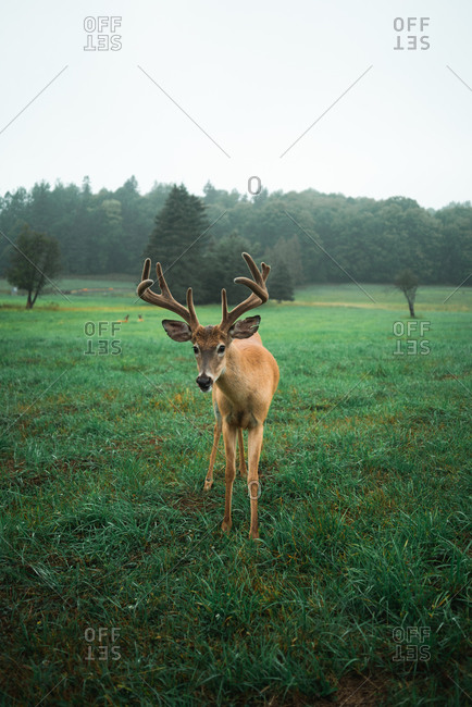 Wild deer with horns pasturing in lush field during foggy morning on background of forest