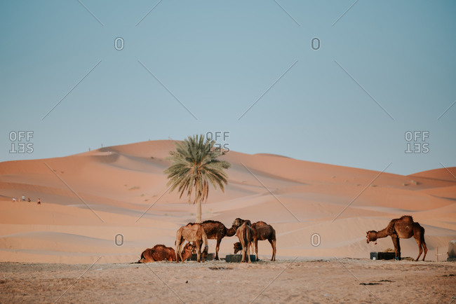 Caravan of camels drinking water and resting near palm tree growing among sandy dunes against cloudless blue sky in desert in Morocco