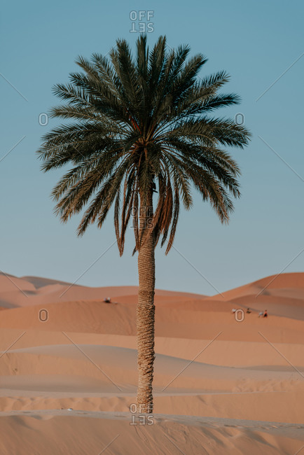 African landscape with lonely palm tree growing amidst sandy dunes in desert against blue sky in sunny day in Morocco