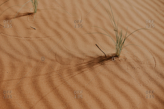From above sandy dunes desert landscape and few plants in morocco