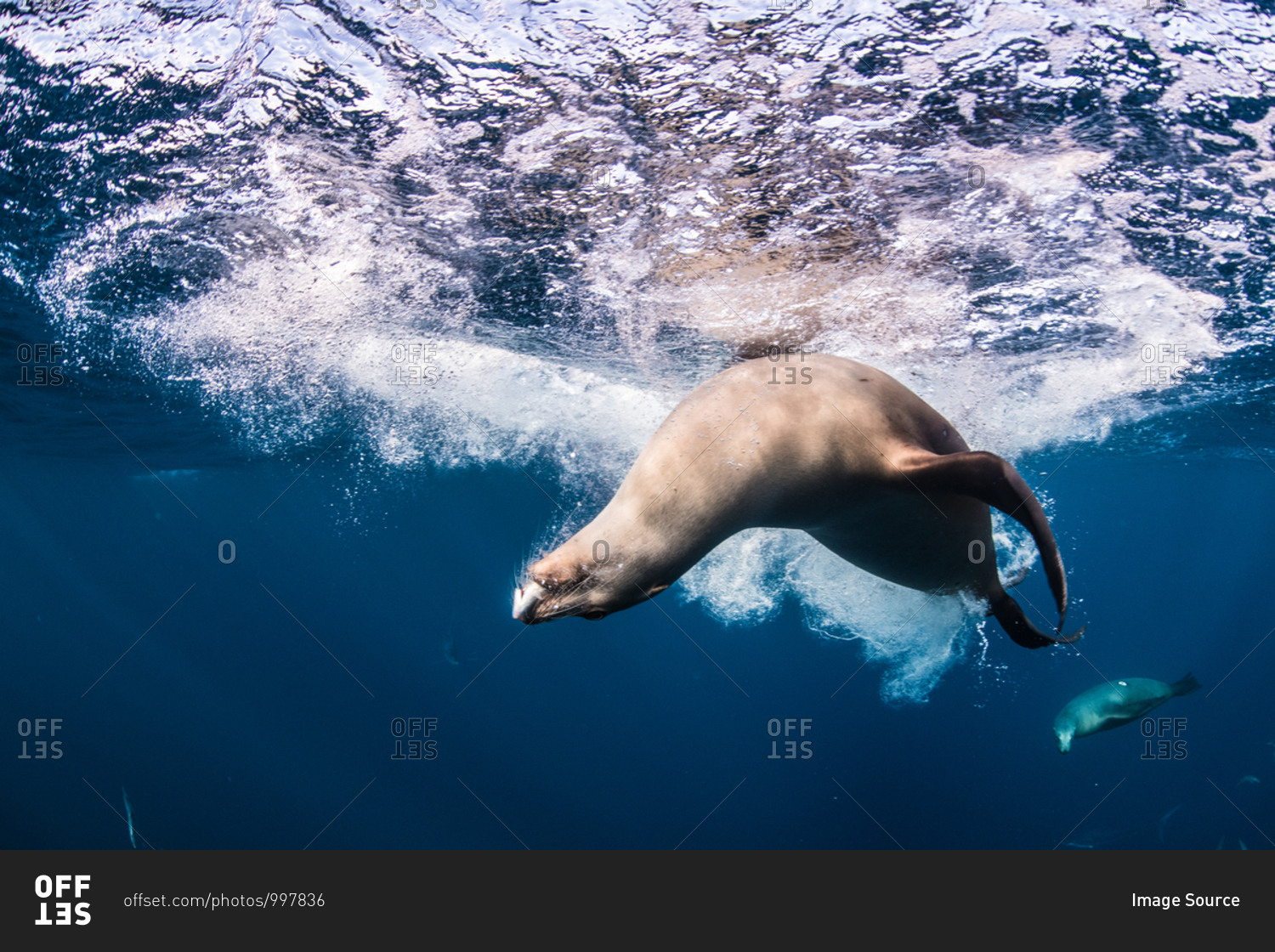 Sea lions hunting and feeding on mackerel baitballs