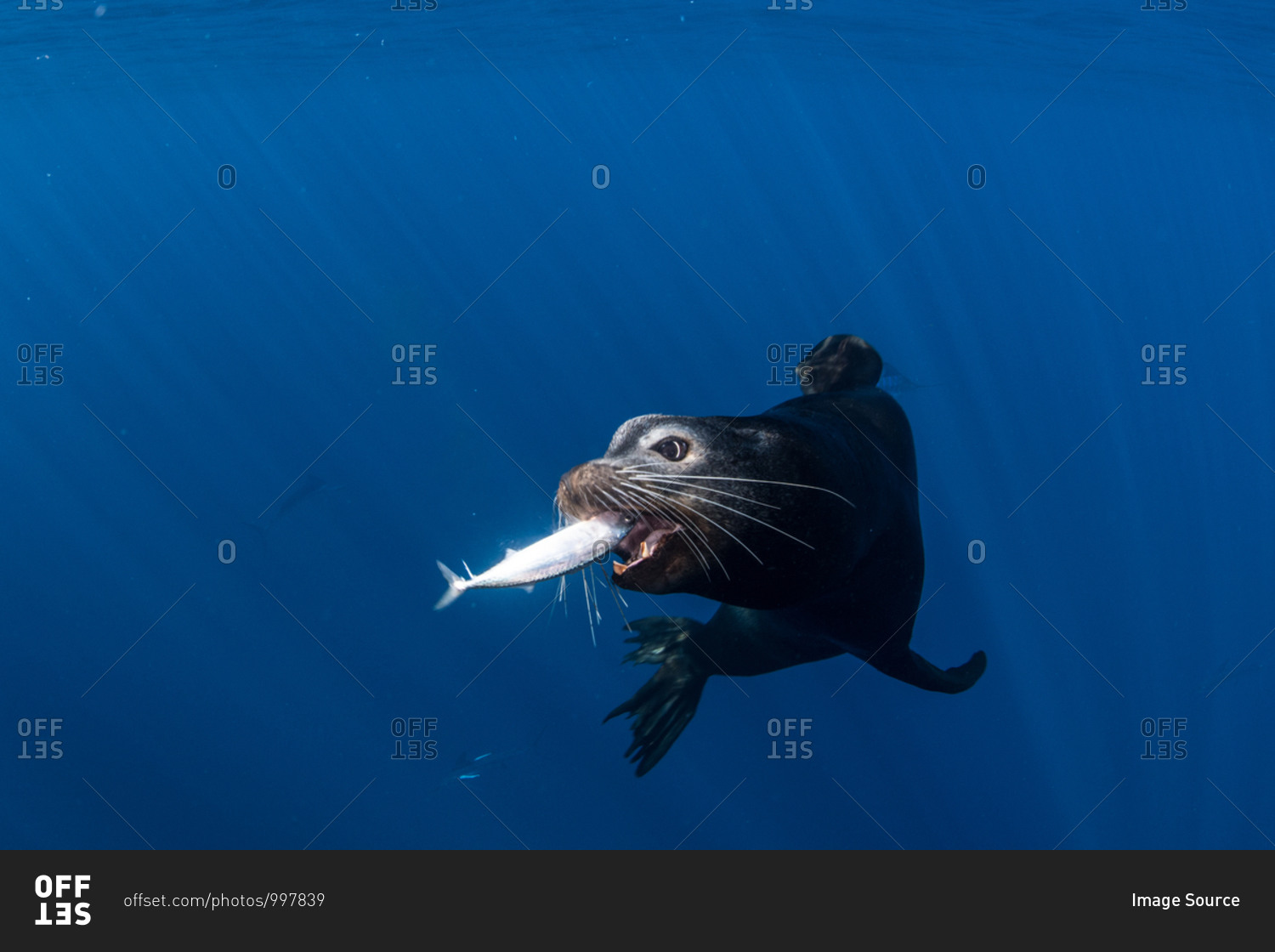 Sea lions hunting and feeding on mackerel baitballs